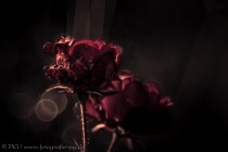 Späte Rosenblüte