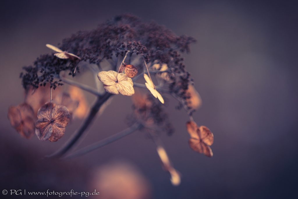 Winterhortensie