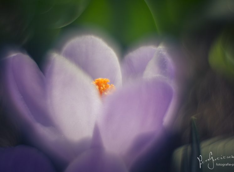 Altglas-Fotografie - Krokus